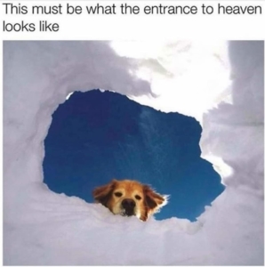 Dog in Clouds